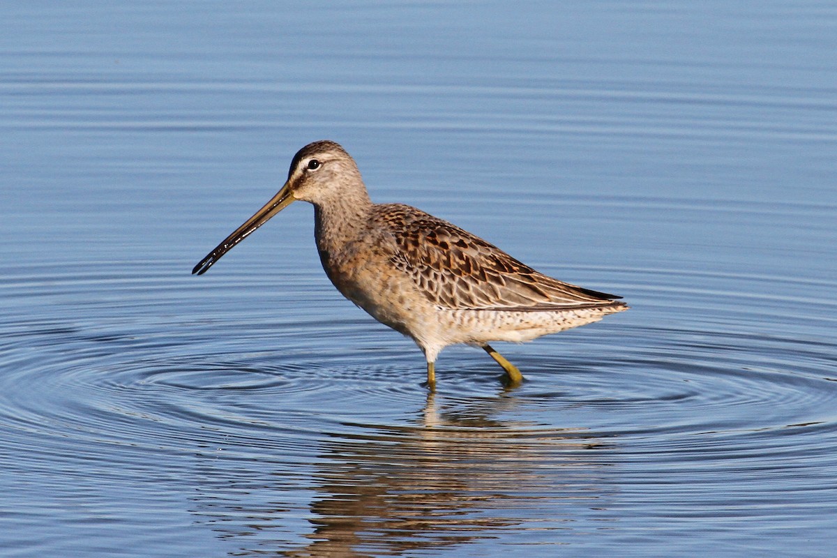 Long-billed Dowitcher - ML35872421