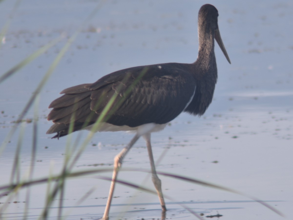 Black Stork - Metin Güzeliş