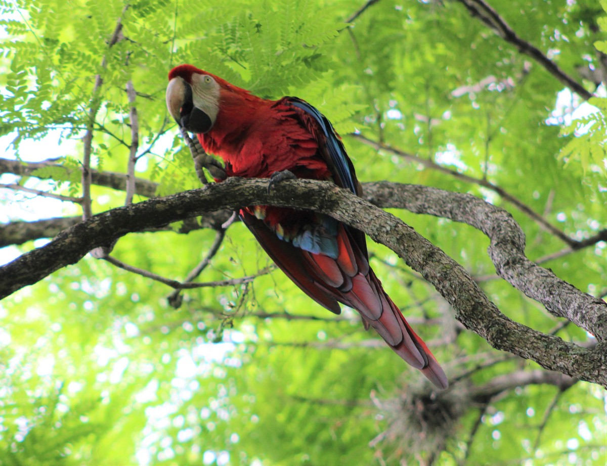 Red-and-green Macaw - T L P L