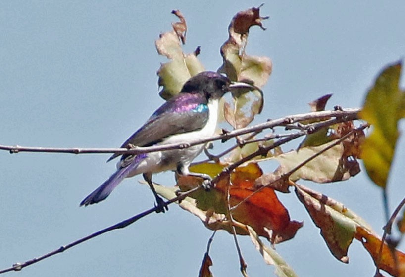 Western Violet-backed Sunbird (Southern) - ML358741761