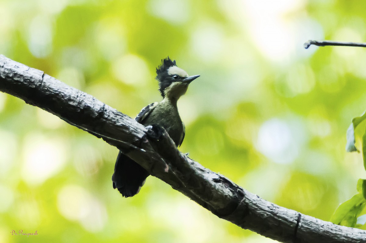 Heart-spotted Woodpecker - Pragnesh Patel