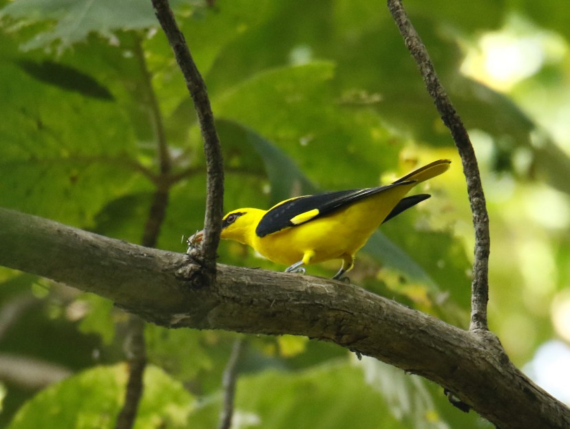 Indian Golden Oriole - ML358743151