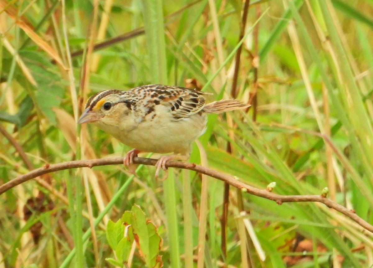 Grasshopper Sparrow - ML358743271