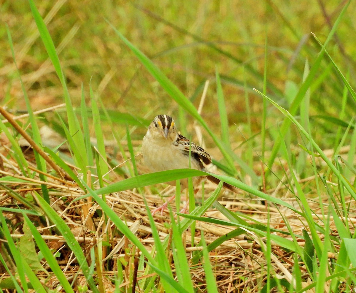 Grasshopper Sparrow - ML358743501