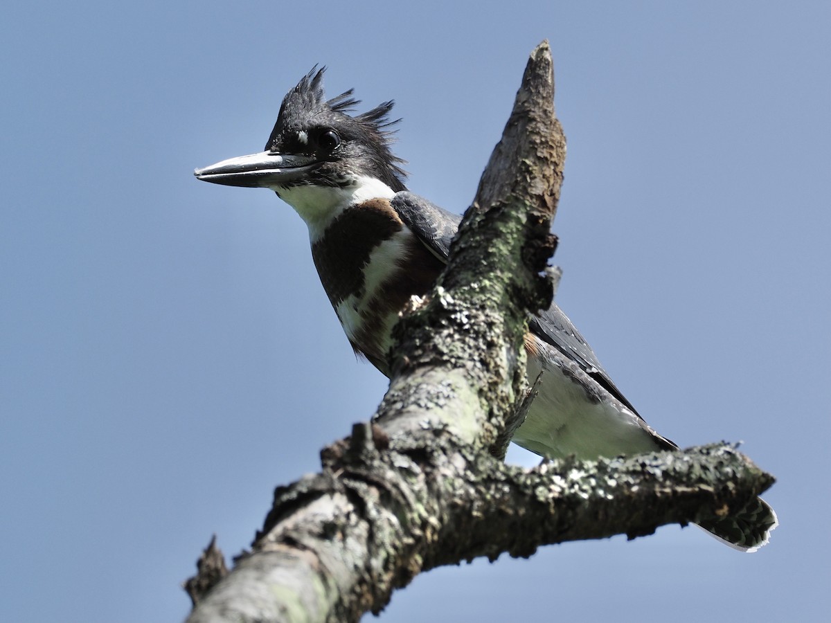 Belted Kingfisher - ML358751911