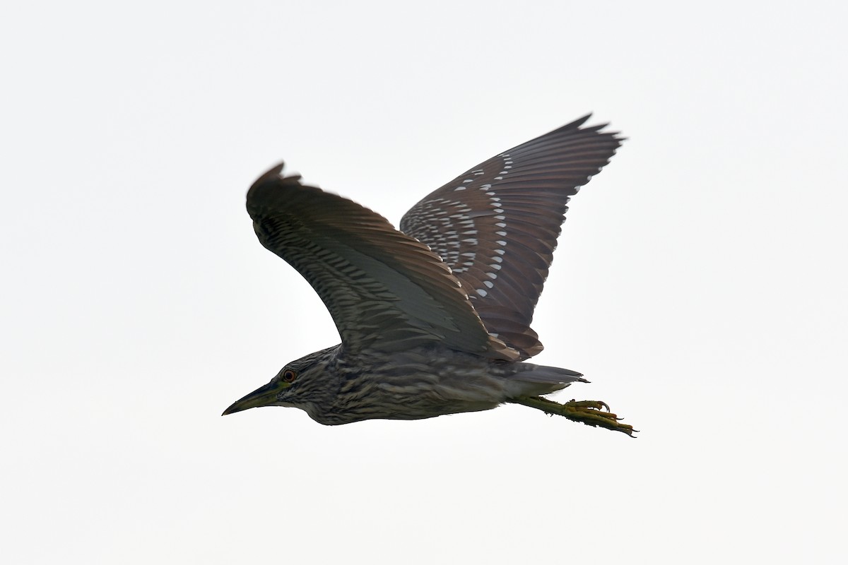 Black-crowned Night Heron - ML358751931
