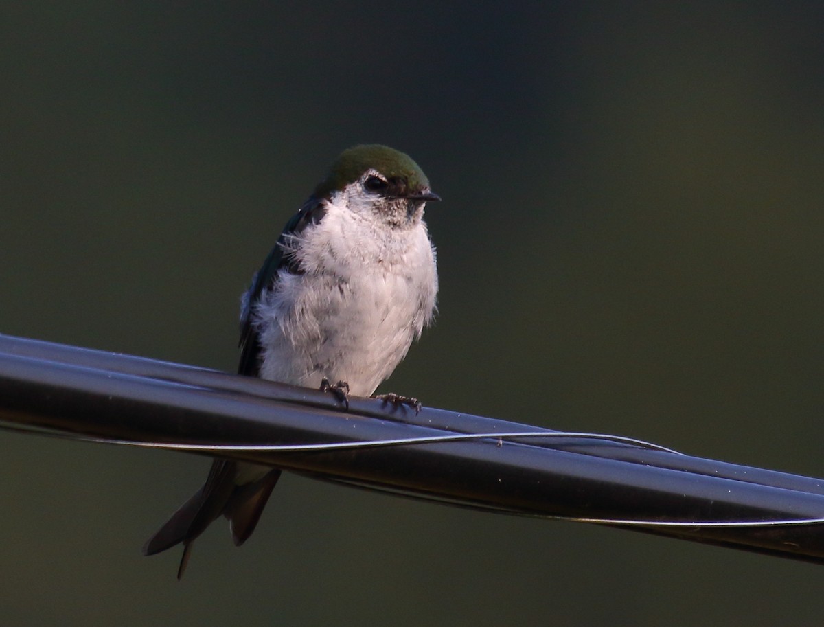 Violet-green Swallow - ML358754821