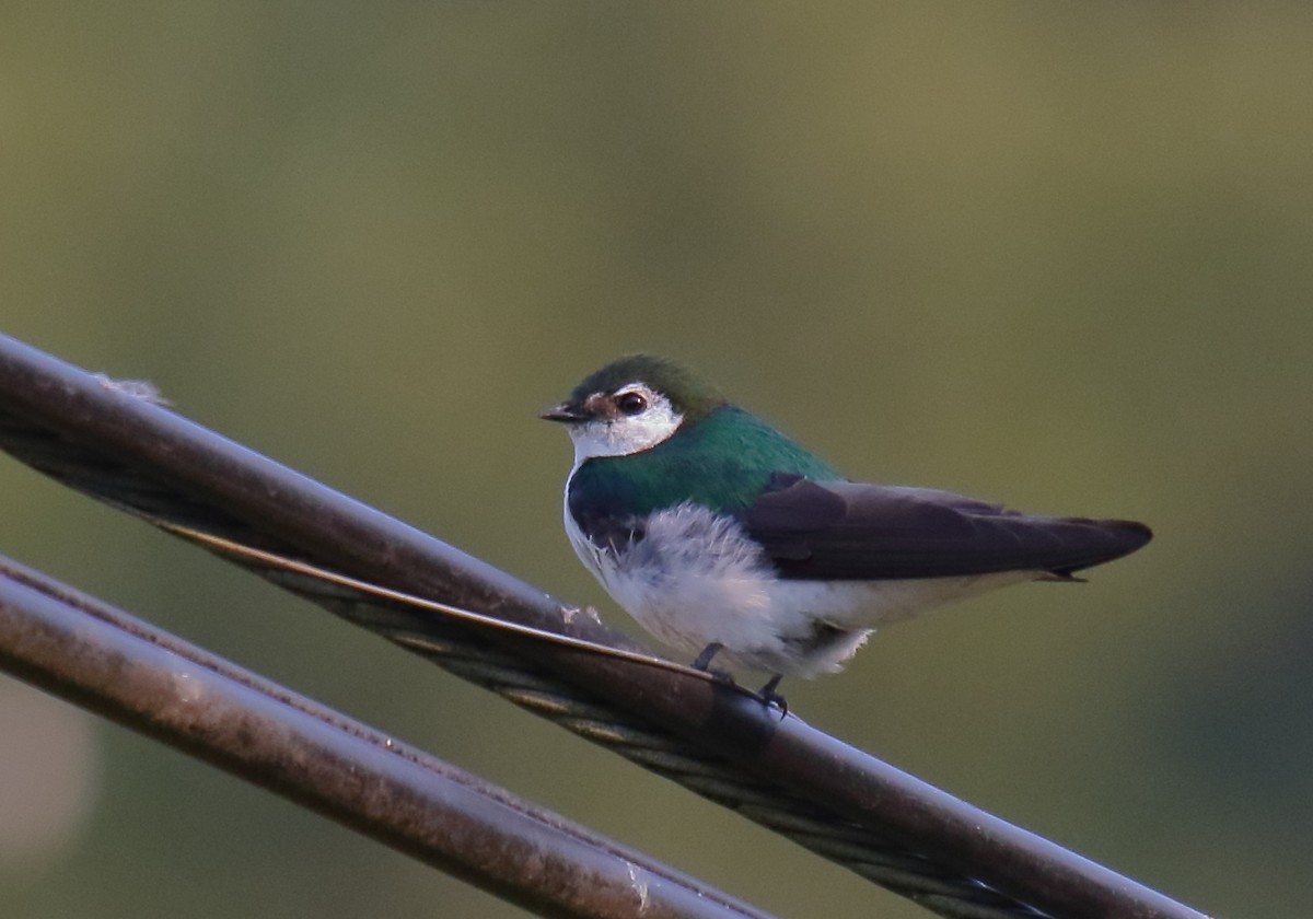 Violet-green Swallow - Greg Gillson