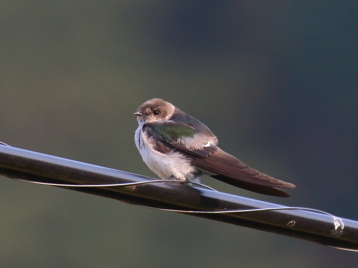 Violet-green Swallow - ML358754851