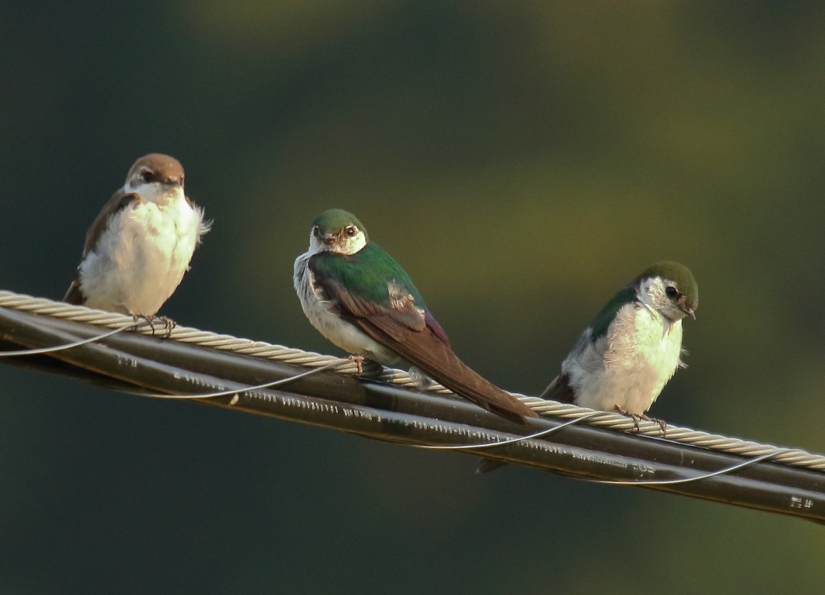 Violet-green Swallow - ML358754861