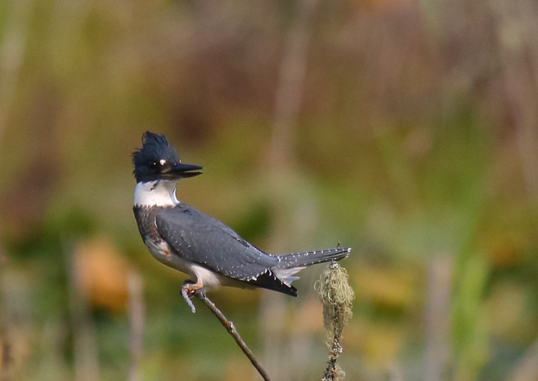 Belted Kingfisher - ML358755641