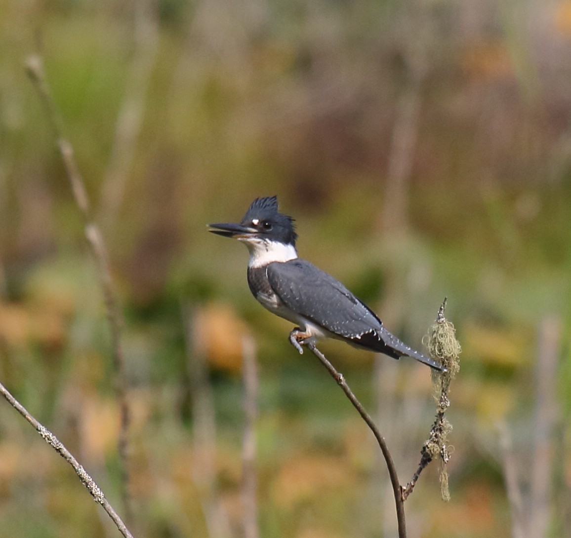 Belted Kingfisher - ML358755651