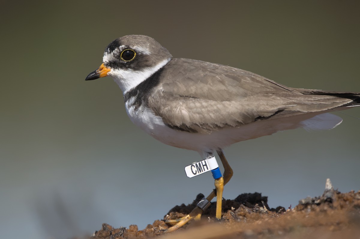 Semipalmated Plover - ML358755661