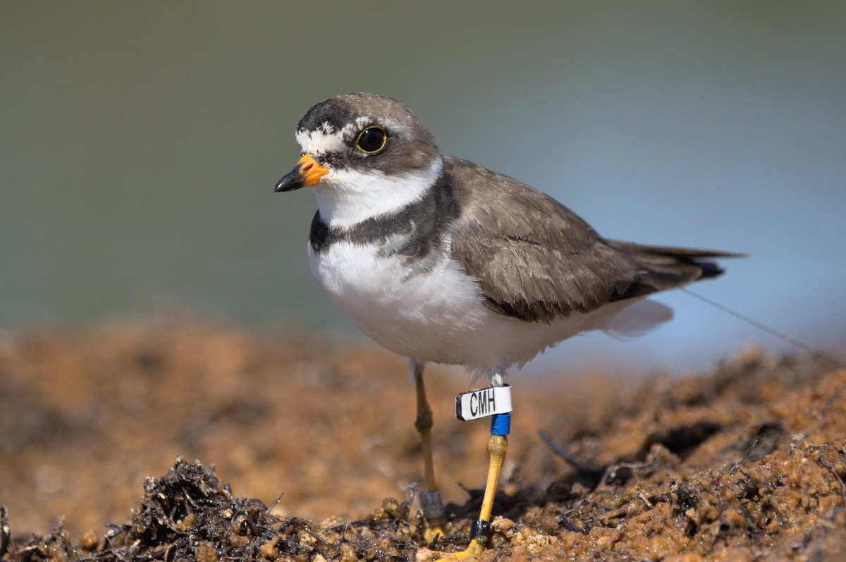 Semipalmated Plover - Andrew Brown