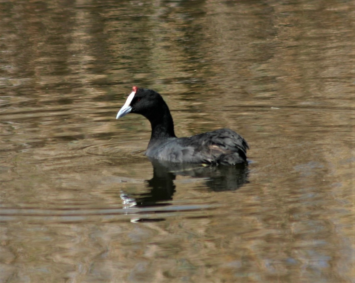 Red-knobbed Coot - ML358756381