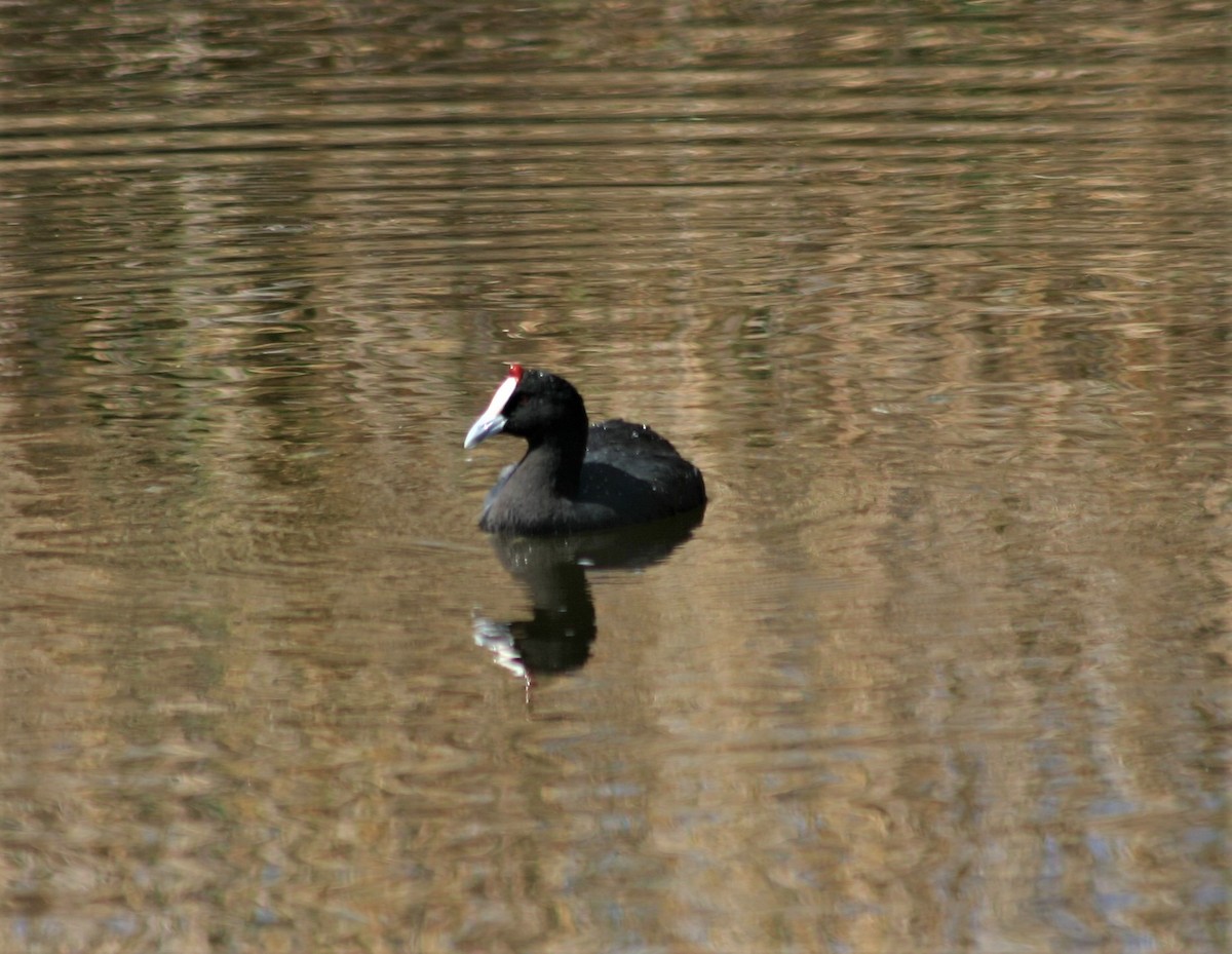 Red-knobbed Coot - ML358756391