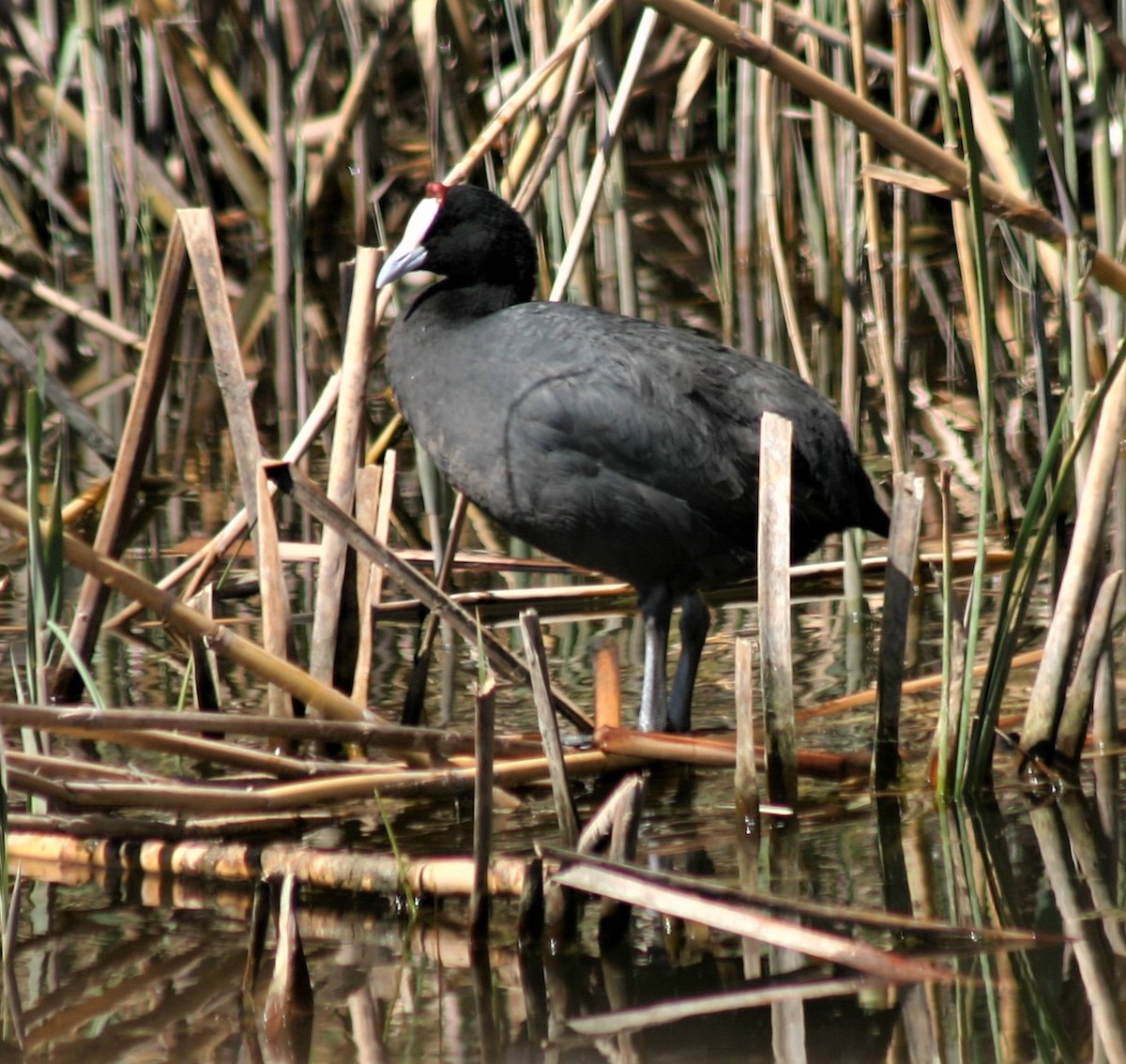 Red-knobbed Coot - ML358756801