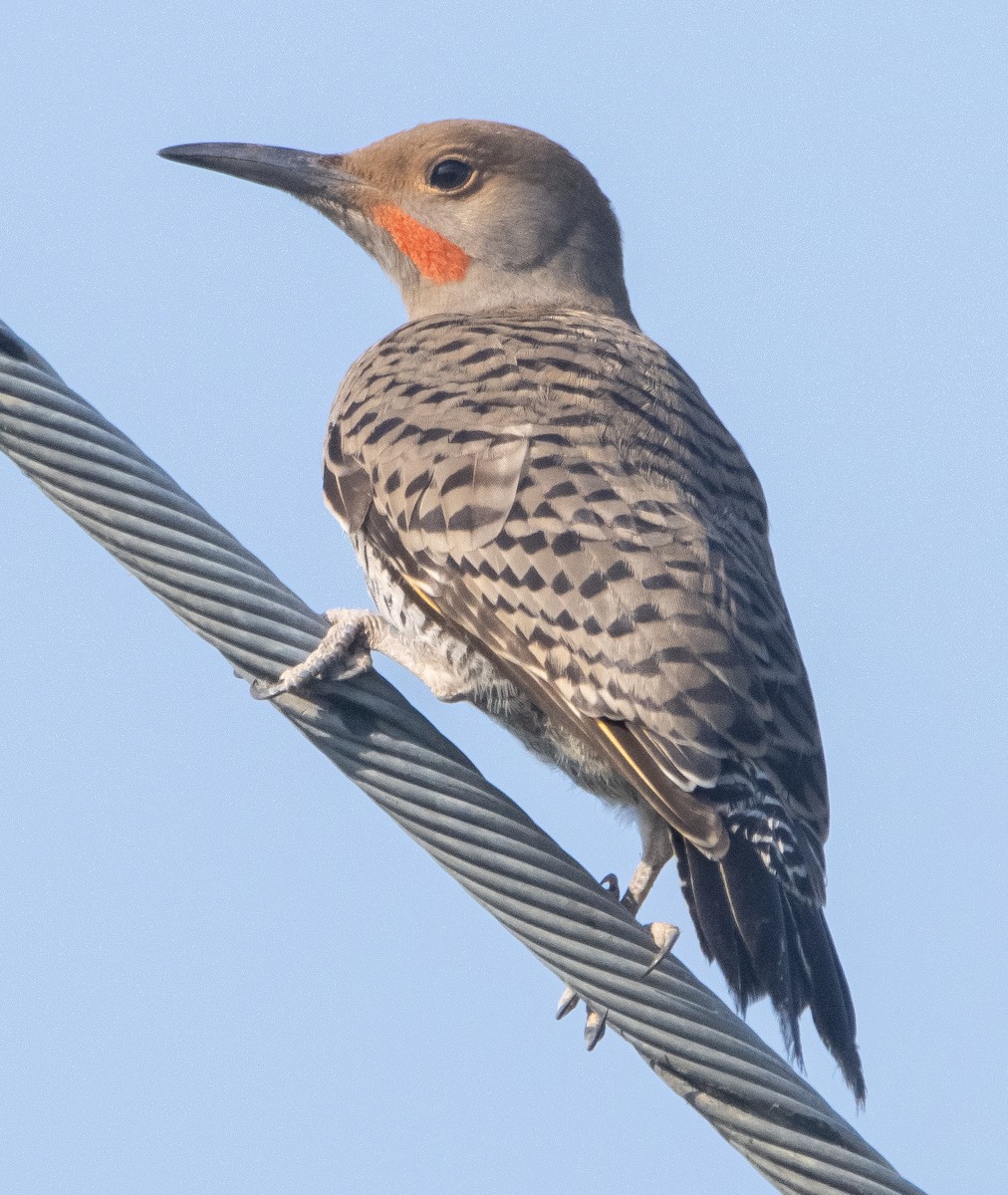 Northern Flicker (Yellow-shafted x Red-shafted) - Liam Huber