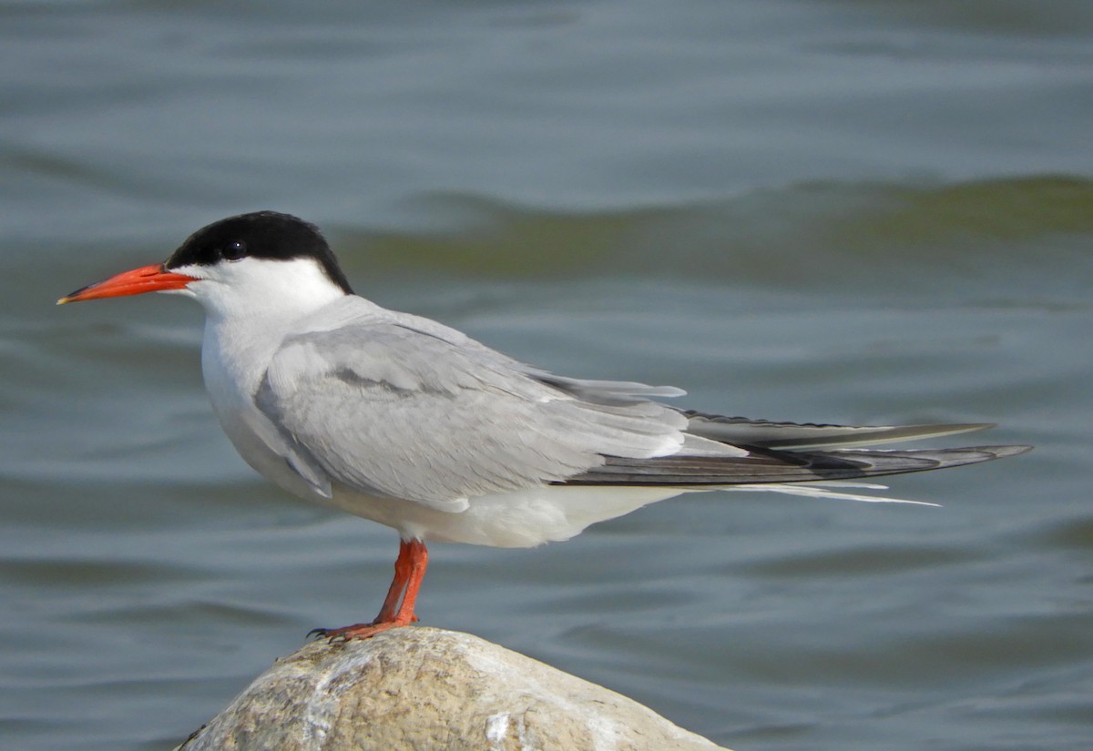 Common Tern - ML358768381