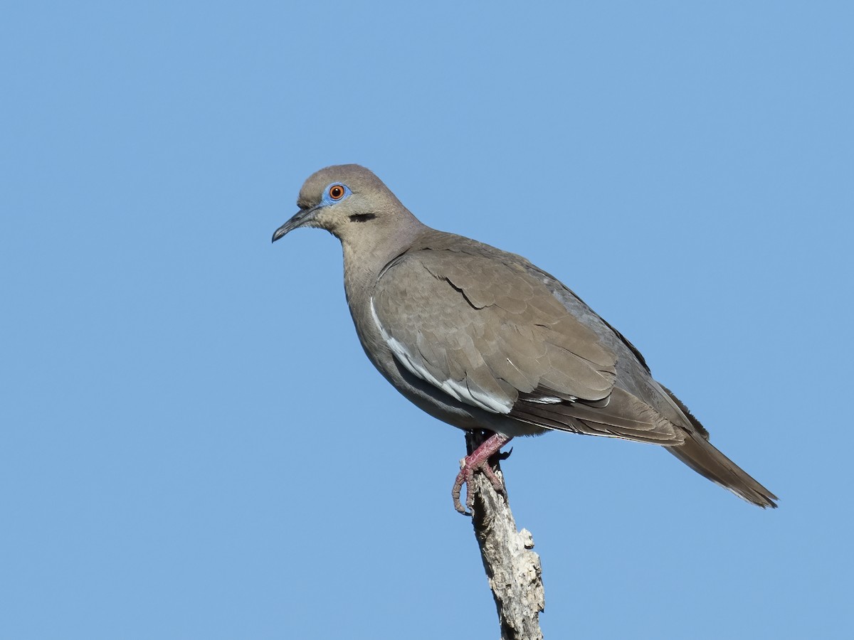 White-winged Dove - Nick Athanas