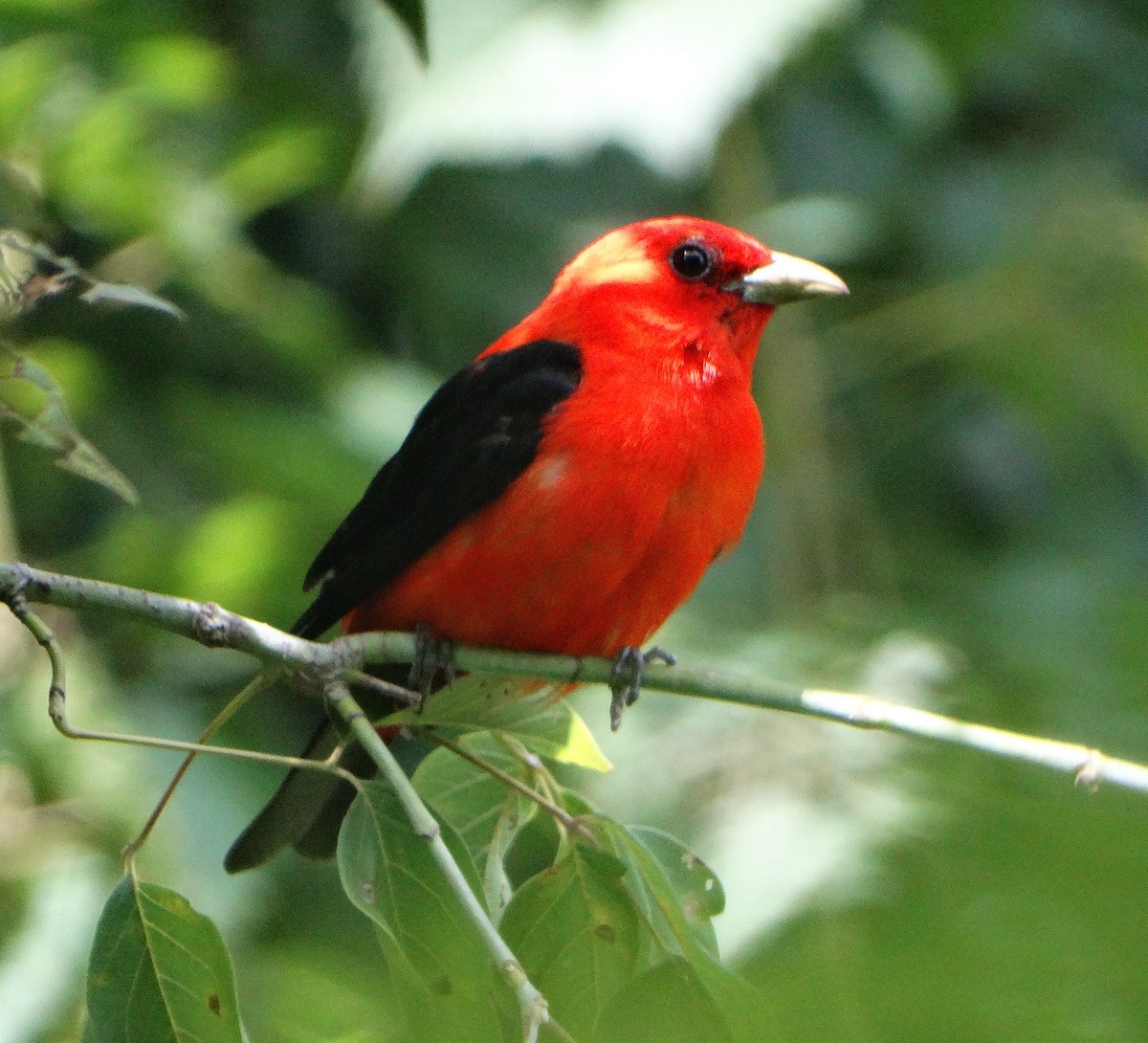 Scarlet Tanager - Mary Hall