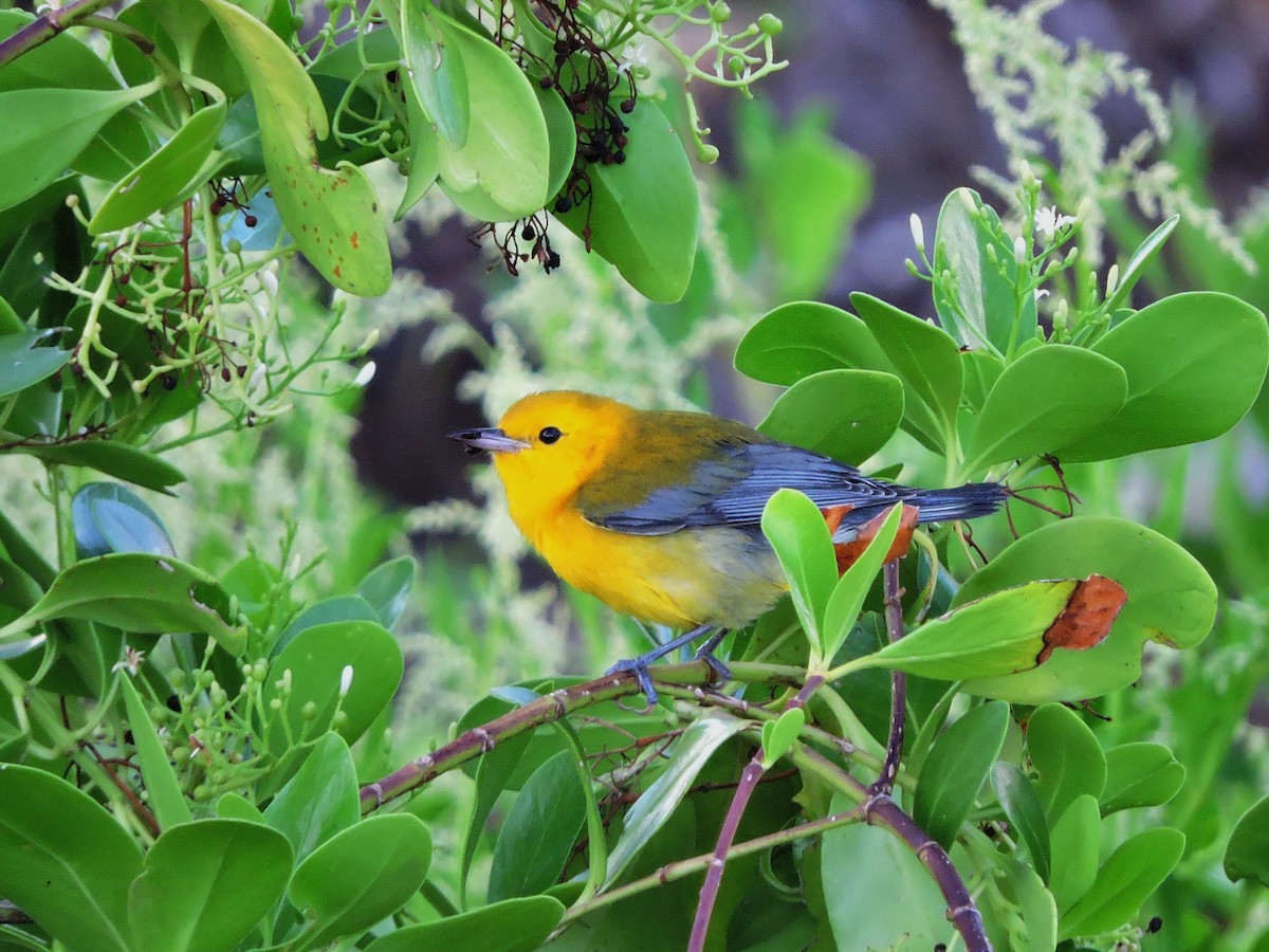 Prothonotary Warbler - Lee Jones