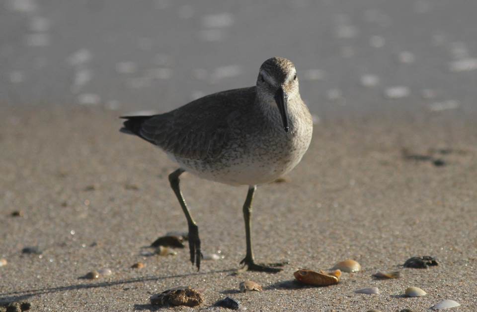 Red Knot - ML35878441