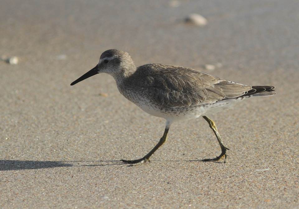 Red Knot - ML35878451