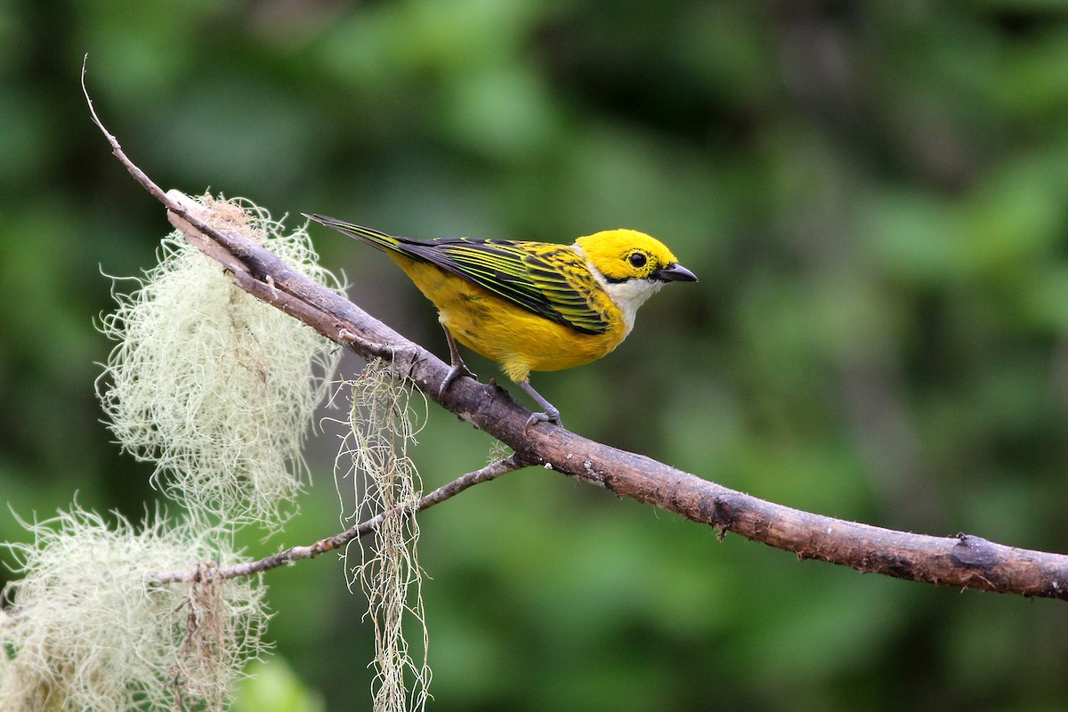Silver-throated Tanager - Scott Olmstead