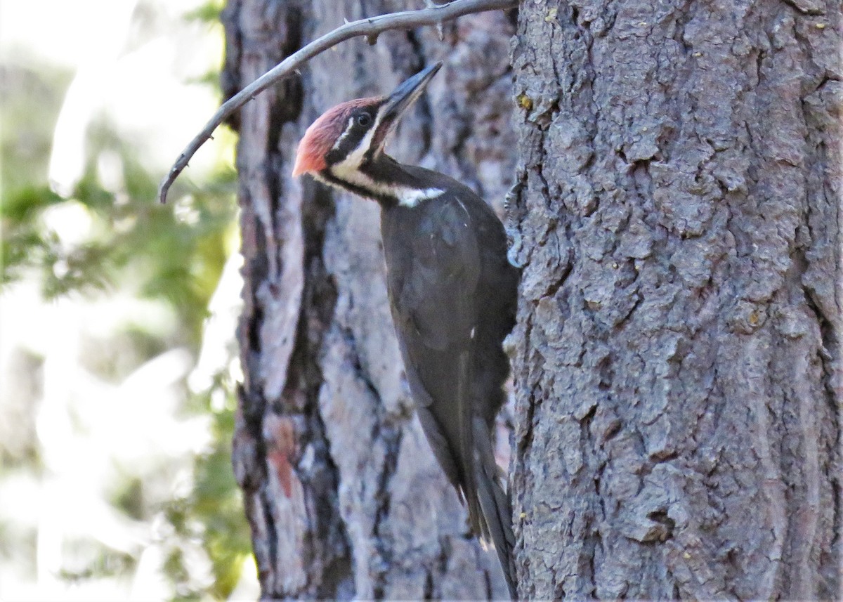 Pileated Woodpecker - Jay Carroll