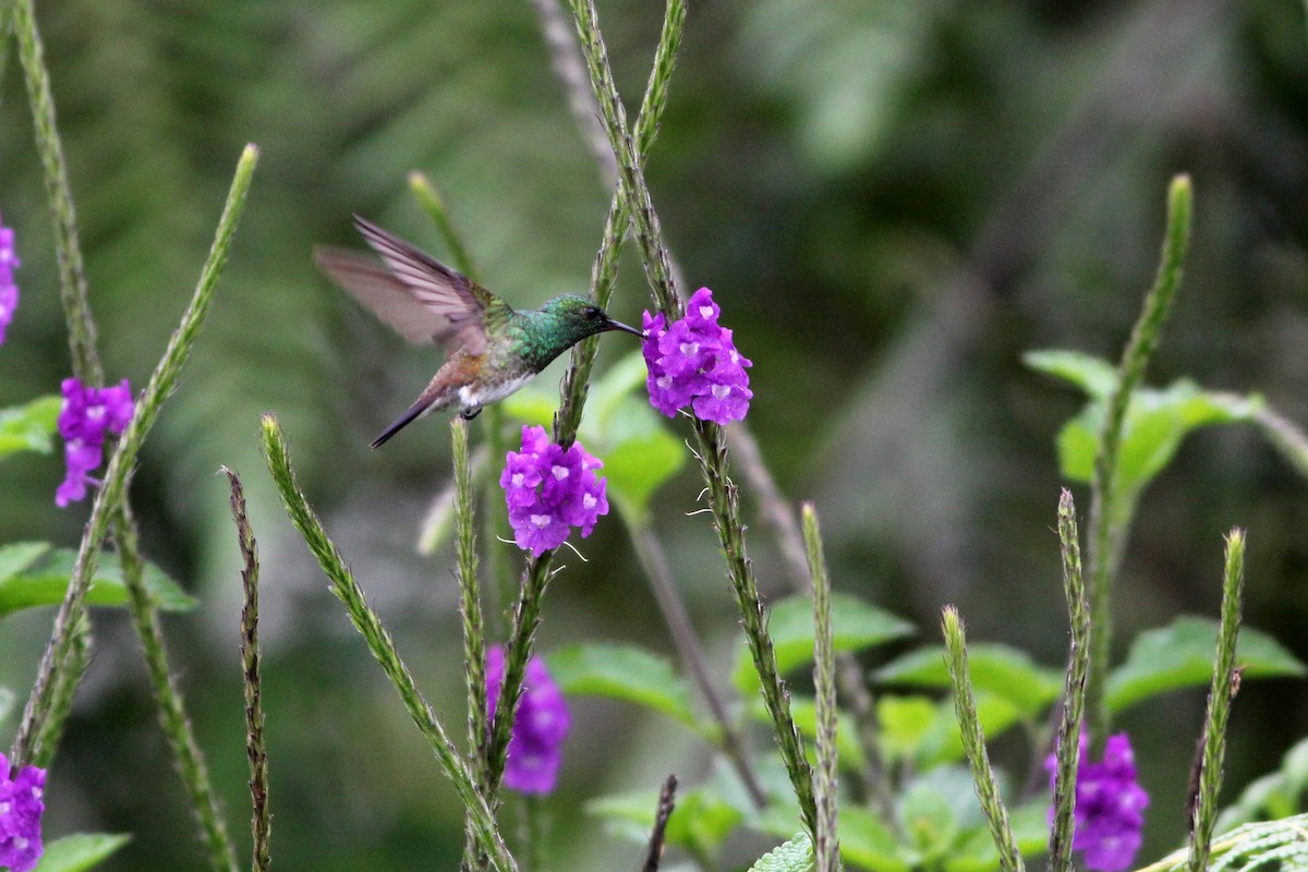 Snowy-bellied Hummingbird - Scott Olmstead