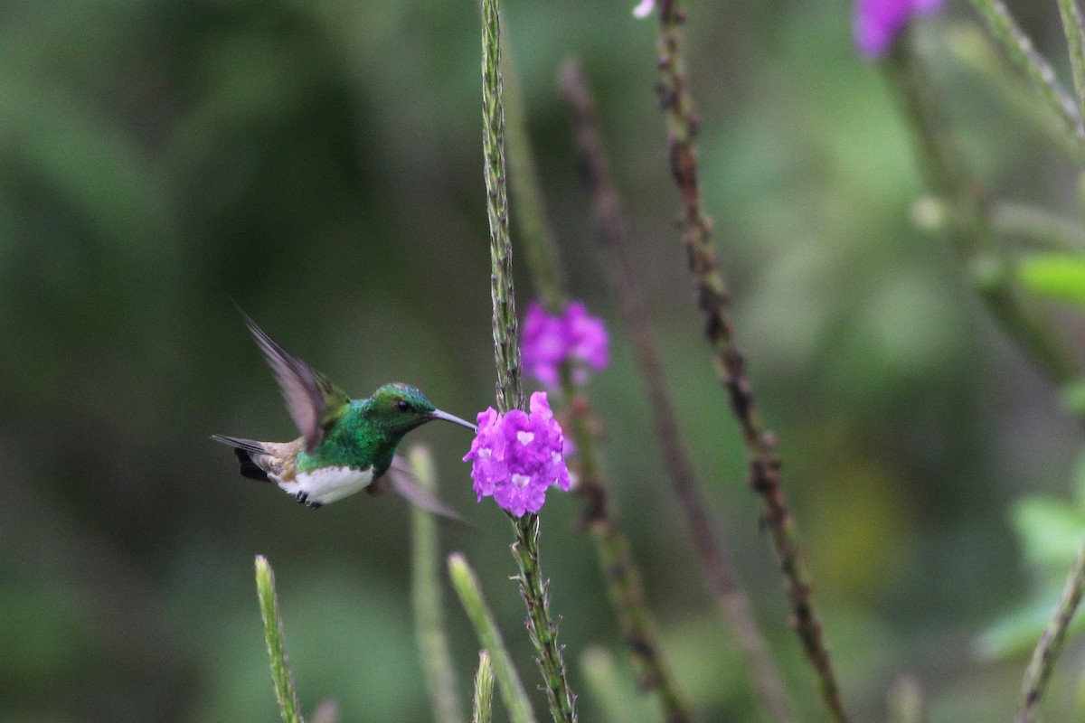 Snowy-bellied Hummingbird - Scott Olmstead