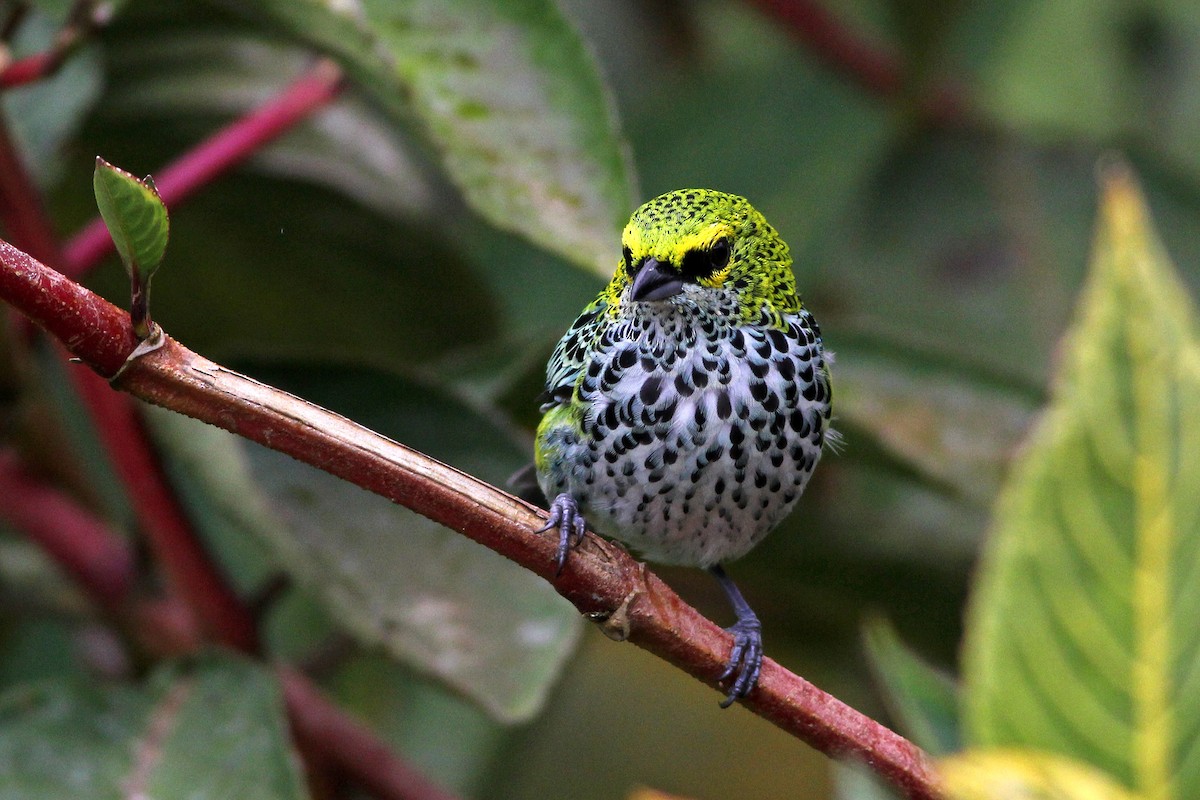 Speckled Tanager - ML35878671