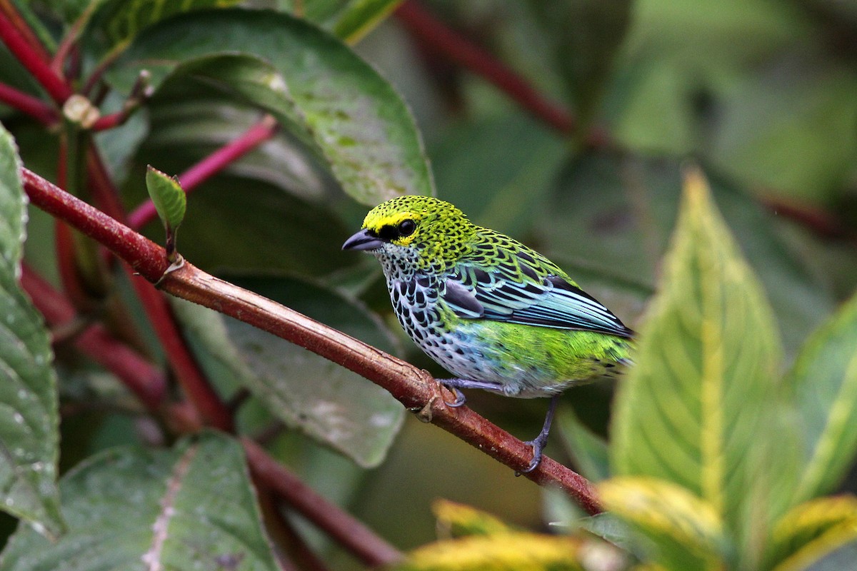 Speckled Tanager - ML35878681