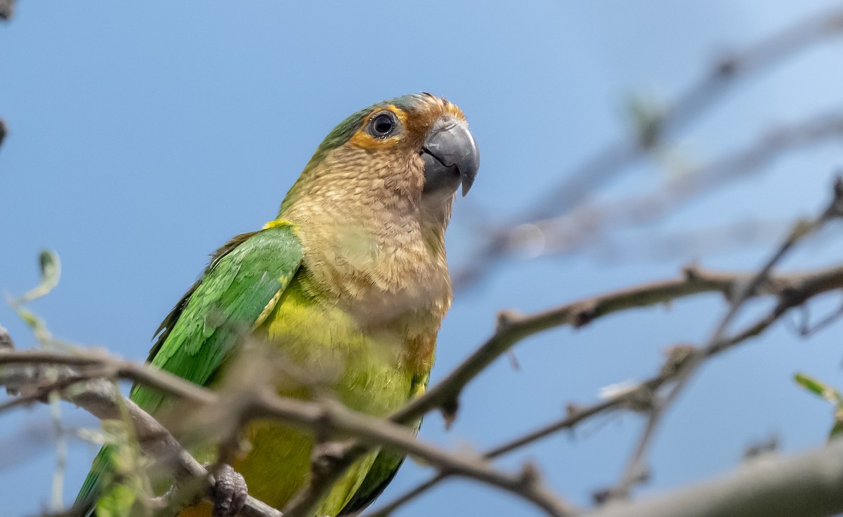Brown-throated Parakeet - Wim van Zwieten