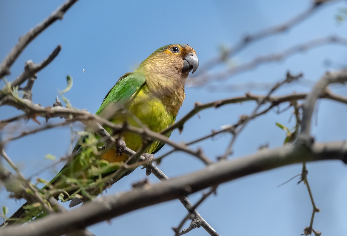 Brown-throated Parakeet - ML358788831