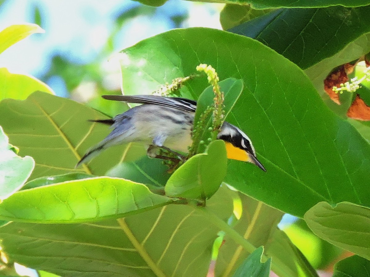 Yellow-throated Warbler (albilora) - ML35878991