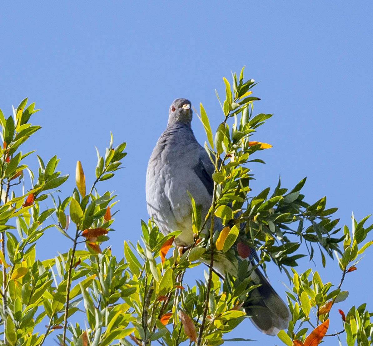Band-tailed Pigeon - ML358792511