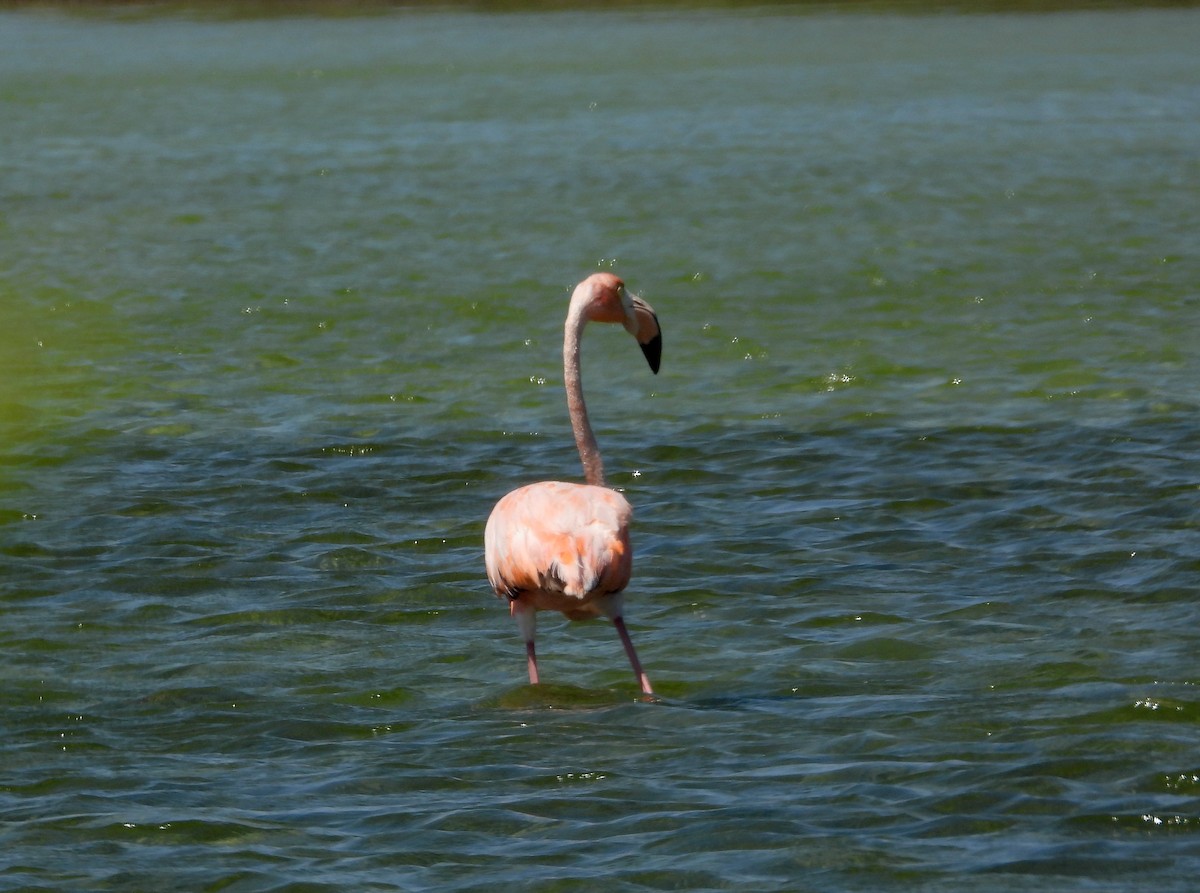American Flamingo - Pam Rasmussen