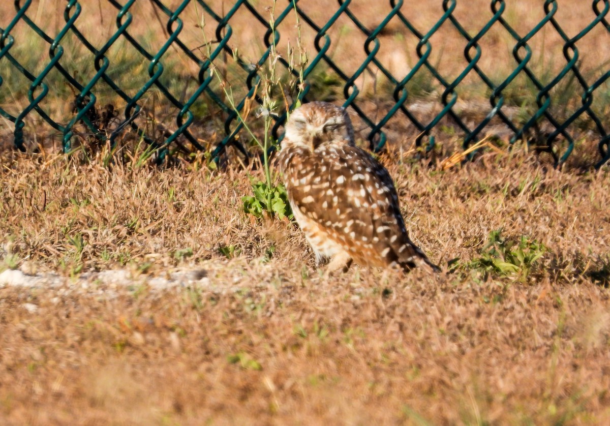 Burrowing Owl - ML358797701