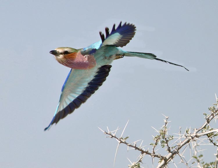 Lilac-breasted Roller (Lilac-breasted) - Don Roberson