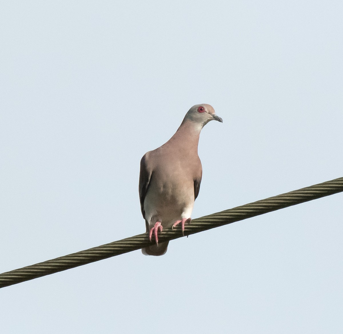 Pale-vented Pigeon - ML358809381