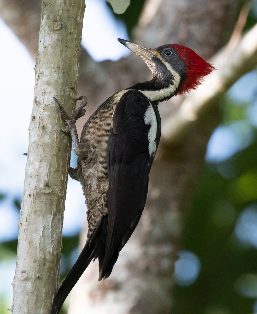 Lineated Woodpecker - Gordon Karre