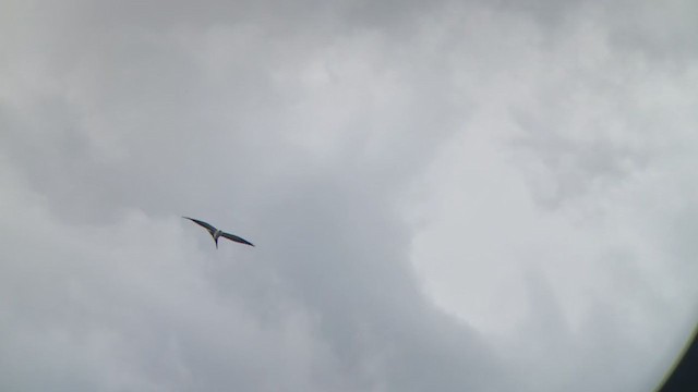 Swallow-tailed Kite - ML358825851