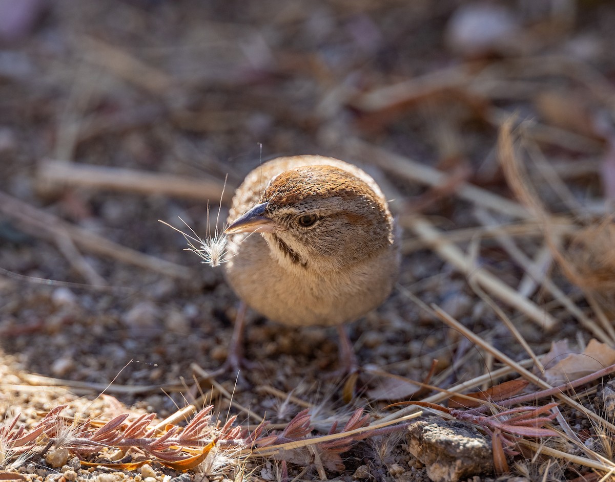 Rufous-crowned Sparrow - Matthew Sabourin