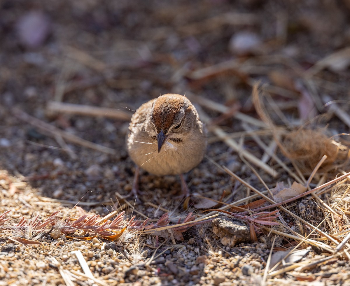 Rufous-crowned Sparrow - Matthew Sabourin