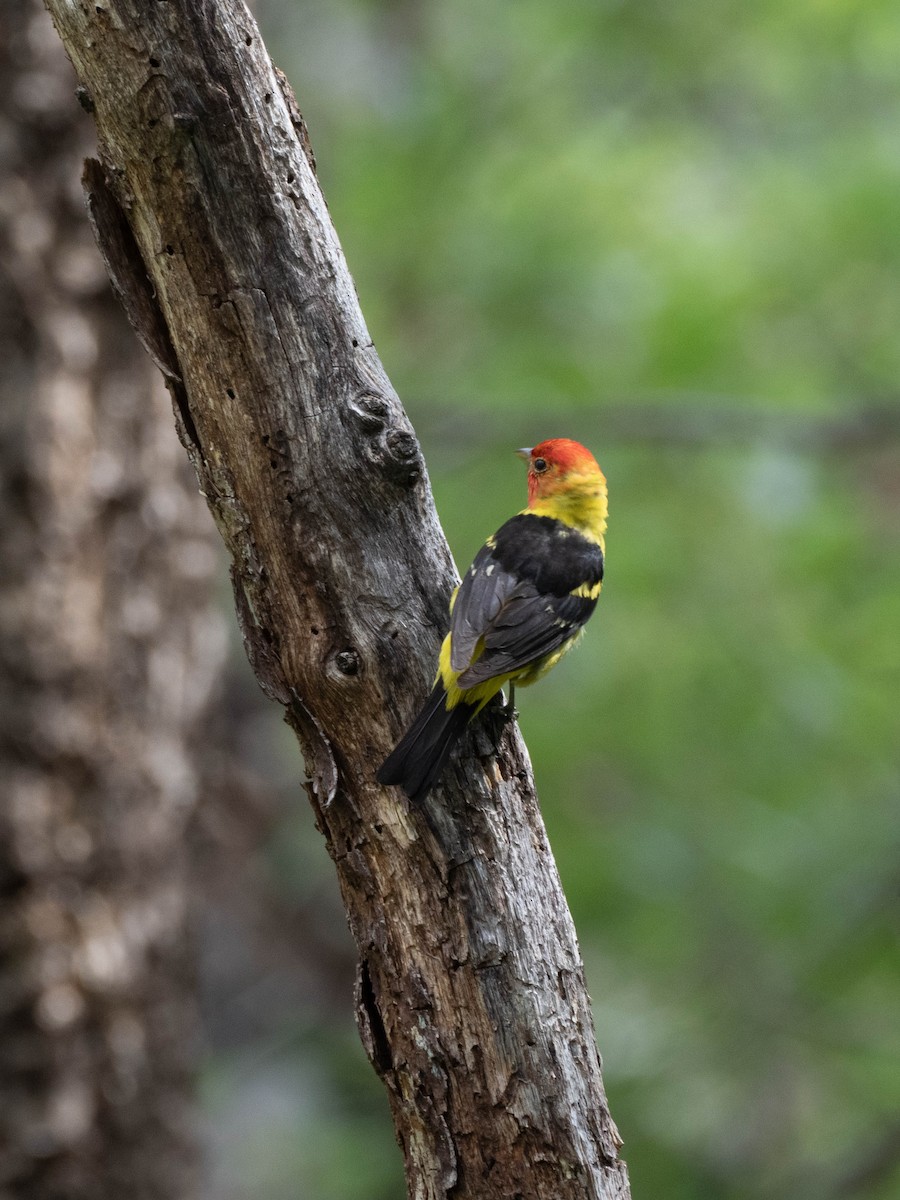 Western Tanager - ML358829581