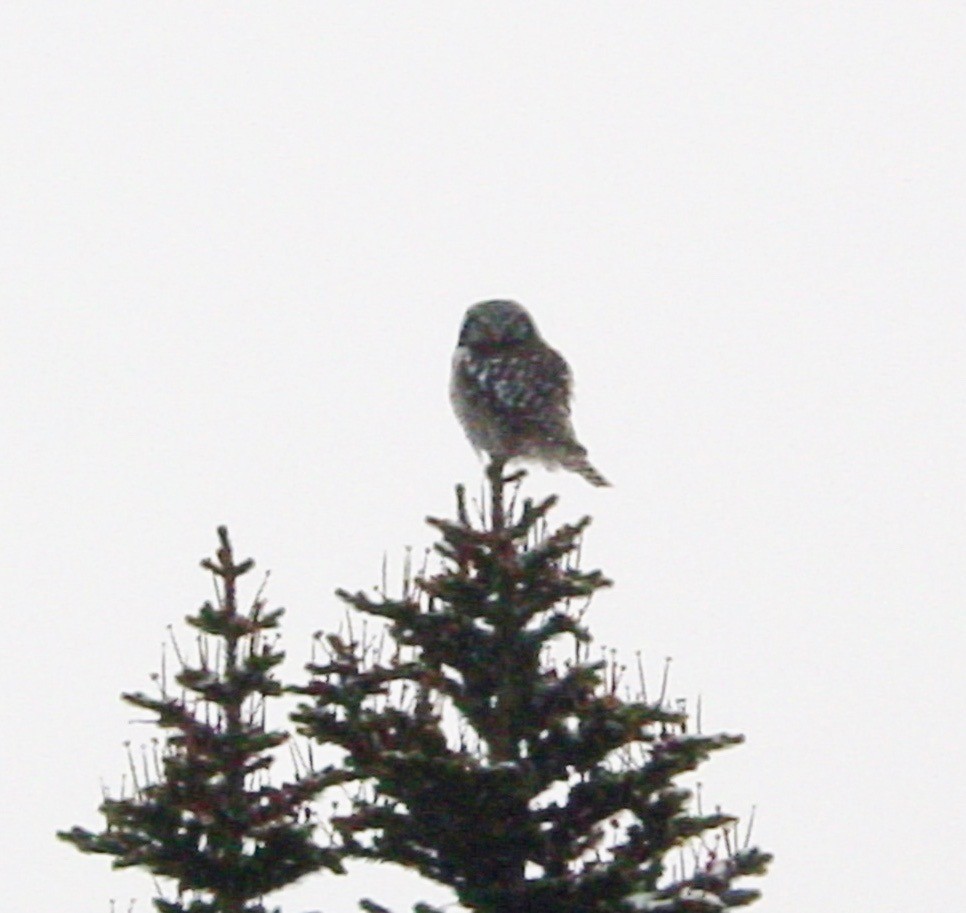 Northern Hawk Owl - ML358832191