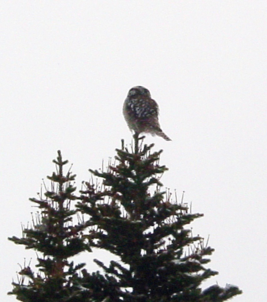 Northern Hawk Owl - ML358832201