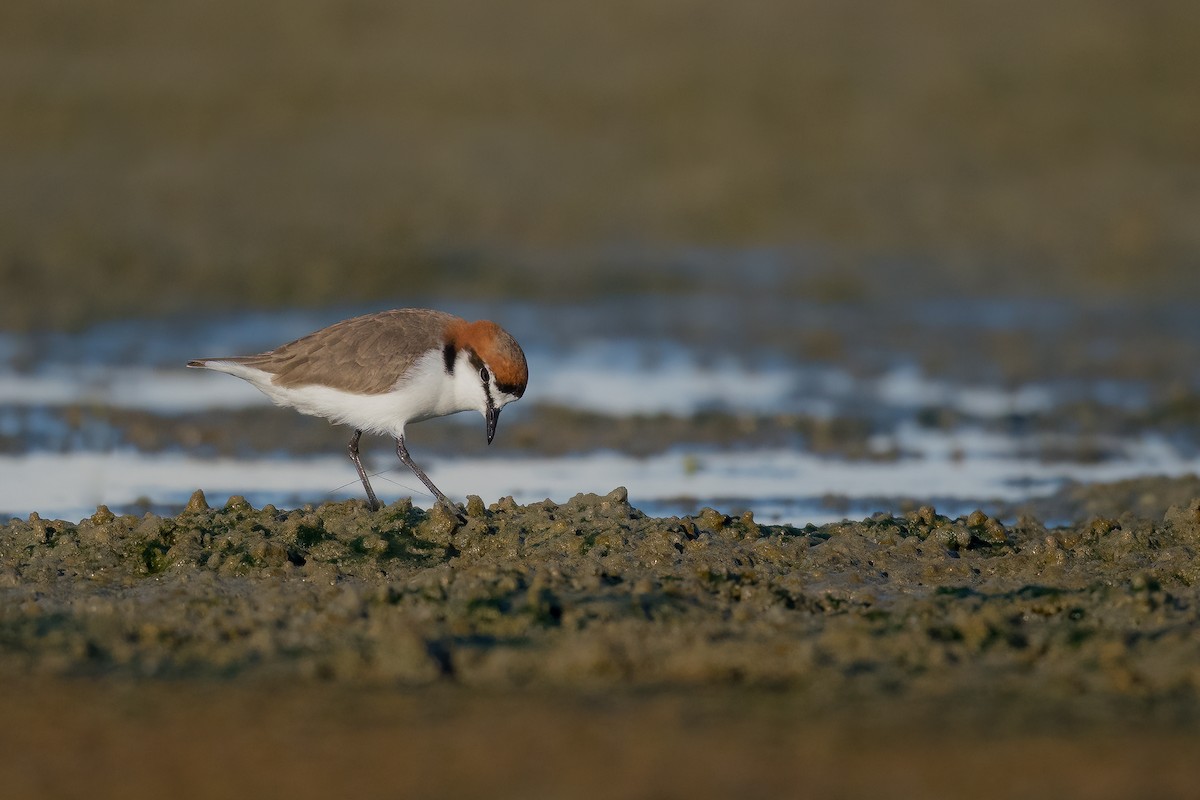 Red-capped Plover - ML358832311